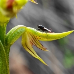 Corunastylis cornuta at Hackett, ACT - 1 Apr 2020