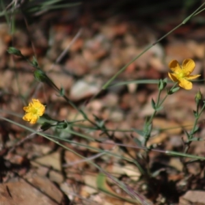 Hypericum gramineum at Gundaroo, NSW - 22 Mar 2019