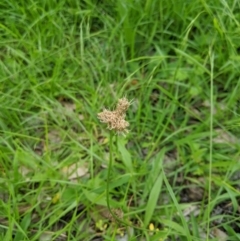Plantago lanceolata (Ribwort Plantain, Lamb's Tongues) at Dunlop, ACT - 1 Apr 2020 by MattM