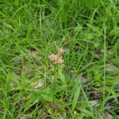 Plantago lanceolata (Ribwort Plantain, Lamb's Tongues) at Dunlop, ACT - 1 Apr 2020 by MattM