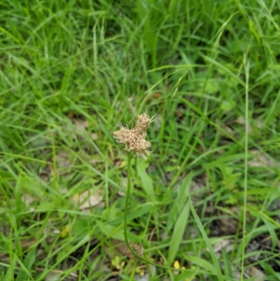 Plantago lanceolata (Ribwort Plantain, Lamb's Tongues) at Woodstock Nature Reserve - 31 Mar 2020 by MattM