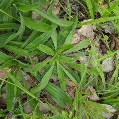 Plantago lanceolata at Dunlop, ACT - 1 Apr 2020