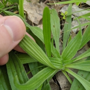 Plantago lanceolata at Dunlop, ACT - 1 Apr 2020 06:10 AM