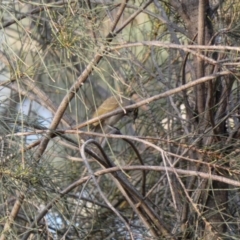 Caligavis chrysops (Yellow-faced Honeyeater) at Red Hill Nature Reserve - 1 Apr 2020 by Ct1000