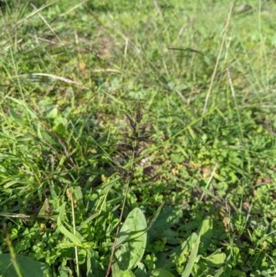 Eragrostis cilianensis (Stinkgrass) at Dunlop, ACT - 1 Apr 2020 by MattM