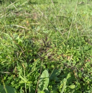 Eragrostis cilianensis at Dunlop, ACT - 1 Apr 2020