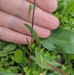 Eragrostis cilianensis at Dunlop, ACT - 1 Apr 2020