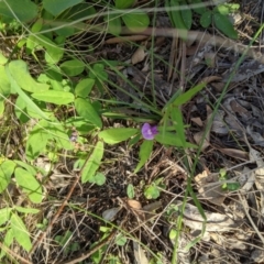 Glycine tabacina (Variable Glycine) at Woodstock Nature Reserve - 31 Mar 2020 by MattM