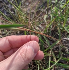 Digitaria brownii at Dunlop, ACT - 1 Apr 2020 06:23 AM