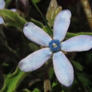 Oxypetalum coeruleum at Red Hill, ACT - 30 Mar 2020