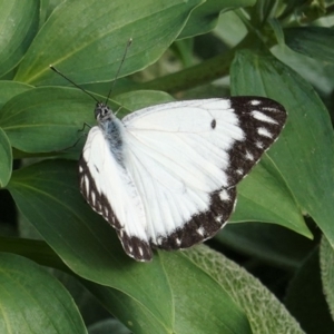 Belenois java at Hughes, ACT - 1 Apr 2020 04:20 PM