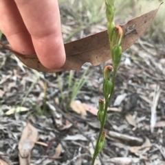 Speculantha rubescens (Blushing Tiny Greenhood) at Mount Jerrabomberra - 1 Apr 2020 by roachie