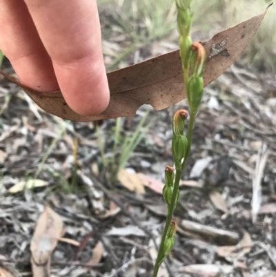 Speculantha rubescens (Blushing Tiny Greenhood) at Mount Jerrabomberra QP - 1 Apr 2020 by roachie