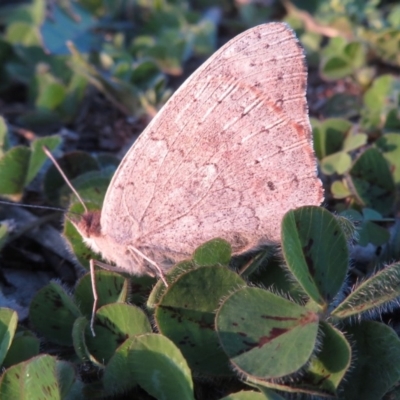 Junonia villida (Meadow Argus) at Red Hill Nature Reserve - 30 Mar 2020 by RobParnell