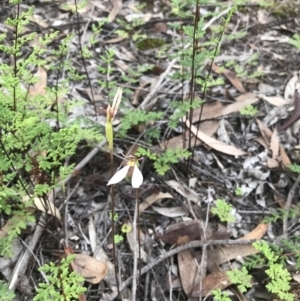 Eriochilus cucullatus at Jerrabomberra, NSW - 1 Apr 2020