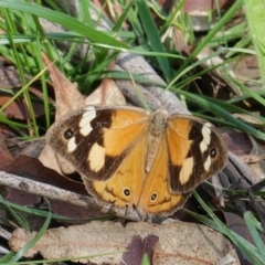 Heteronympha merope (Common Brown Butterfly) at Red Hill to Yarralumla Creek - 1 Apr 2020 by JackyF