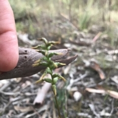 Corunastylis clivicola (Rufous midge orchid) at Jerrabomberra, NSW - 1 Apr 2020 by roachie