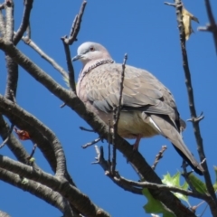 Streptopelia chinensis (Spotted Dove) at Griffith, ACT - 21 Mar 2020 by RobParnell
