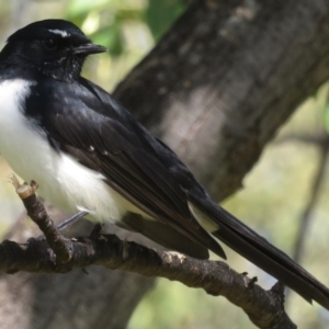 Rhipidura leucophrys at Griffith, ACT - 21 Mar 2020