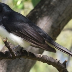 Rhipidura leucophrys at Griffith, ACT - 21 Mar 2020