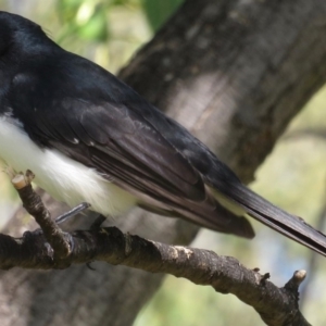 Rhipidura leucophrys at Griffith, ACT - 21 Mar 2020