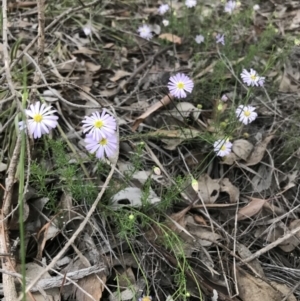 Brachyscome rigidula at Jerrabomberra, NSW - 1 Apr 2020