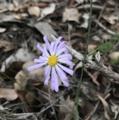 Brachyscome rigidula at Jerrabomberra, NSW - 1 Apr 2020 06:30 PM