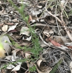 Brachyscome rigidula at Jerrabomberra, NSW - 1 Apr 2020 06:30 PM