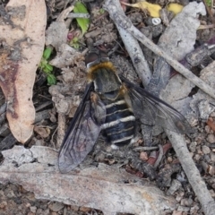 Villa sp. (genus) (Unidentified Villa bee fly) at Red Hill to Yarralumla Creek - 1 Apr 2020 by JackyF