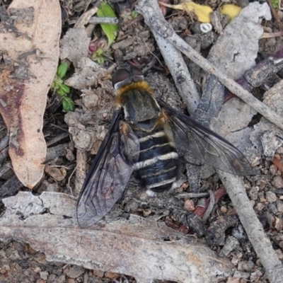 Villa sp. (genus) (Unidentified Villa bee fly) at Hughes Grassy Woodland - 1 Apr 2020 by JackyF