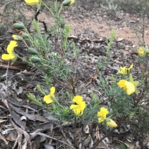 Gompholobium huegelii at Karabar, NSW - 1 Apr 2020