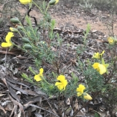 Gompholobium huegelii (Pale Wedge Pea) at Karabar, NSW - 1 Apr 2020 by roachie