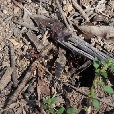 Myrmecia nigriceps (Black-headed bull ant) at Hughes Grassy Woodland - 1 Apr 2020 by JackyF