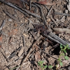 Myrmecia nigriceps at Hughes, ACT - 1 Apr 2020