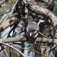 Cracticus torquatus (Grey Butcherbird) at Hughes Grassy Woodland - 1 Apr 2020 by JackyF