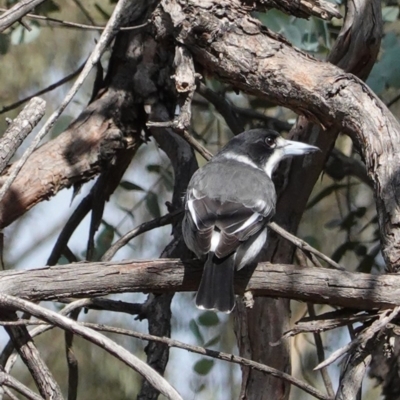 Cracticus torquatus (Grey Butcherbird) at Hughes, ACT - 1 Apr 2020 by JackyF