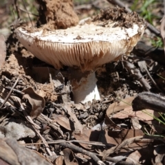 Amanita sp. (Amanita sp.) at Red Hill to Yarralumla Creek - 1 Apr 2020 by JackyF