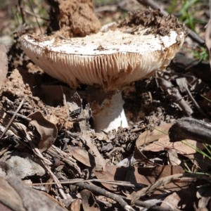 Amanita sp. at Deakin, ACT - 1 Apr 2020