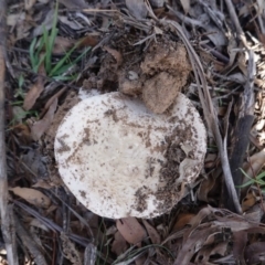 Amanita sp. at Deakin, ACT - 1 Apr 2020 12:48 PM