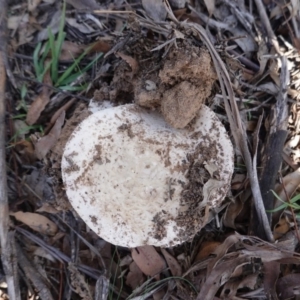 Amanita sp. at Deakin, ACT - 1 Apr 2020