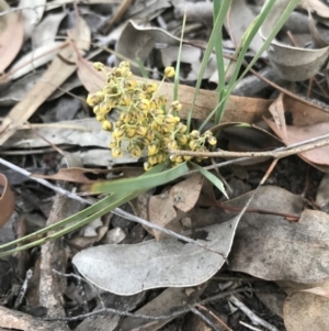 Lomandra filiformis subsp. coriacea at Jerrabomberra, NSW - 1 Apr 2020
