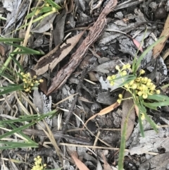 Lomandra filiformis subsp. coriacea at Jerrabomberra, NSW - 1 Apr 2020