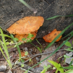 Trametes coccinea at Hughes, ACT - 1 Apr 2020