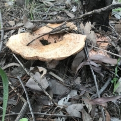 Lactarius deliciosus (Saffron Milkcap) at QPRC LGA - 31 Mar 2020 by roachie