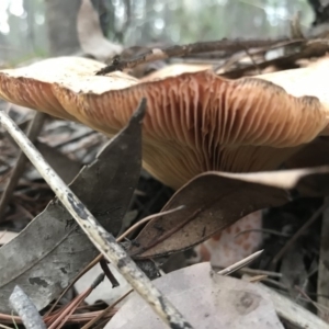 Lactarius deliciosus at Karabar, NSW - 1 Apr 2020