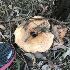 Lactarius deliciosus at Karabar, NSW - 1 Apr 2020