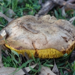 Phylloporus sp. at Deakin, ACT - 28 Mar 2020