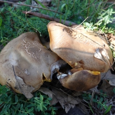 Phylloporus sp. (Phylloporus sp.) at Hughes, ACT - 31 Mar 2020 by JackyF