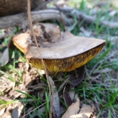 Phylloporus sp. at Hughes, ACT - 31 Mar 2020