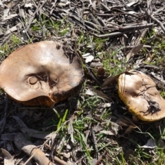 Phylloporus sp. (Phylloporus sp.) at Deakin, ACT - 31 Mar 2020 by JackyF